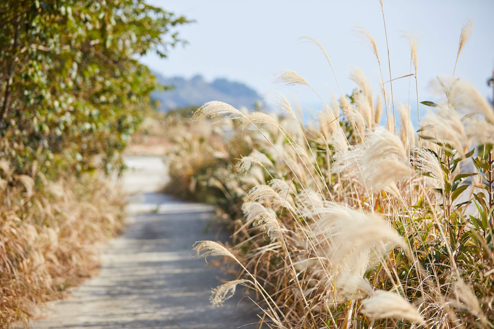 walking path